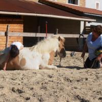 Relation avec le cheval